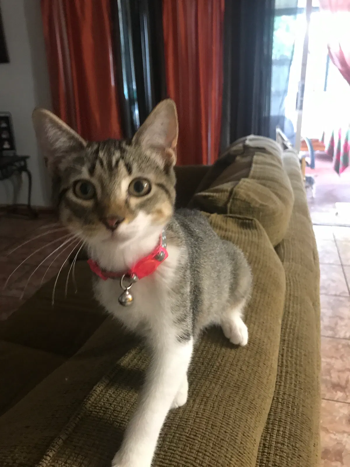 Found cat in Kissimmee, FL, 34743
