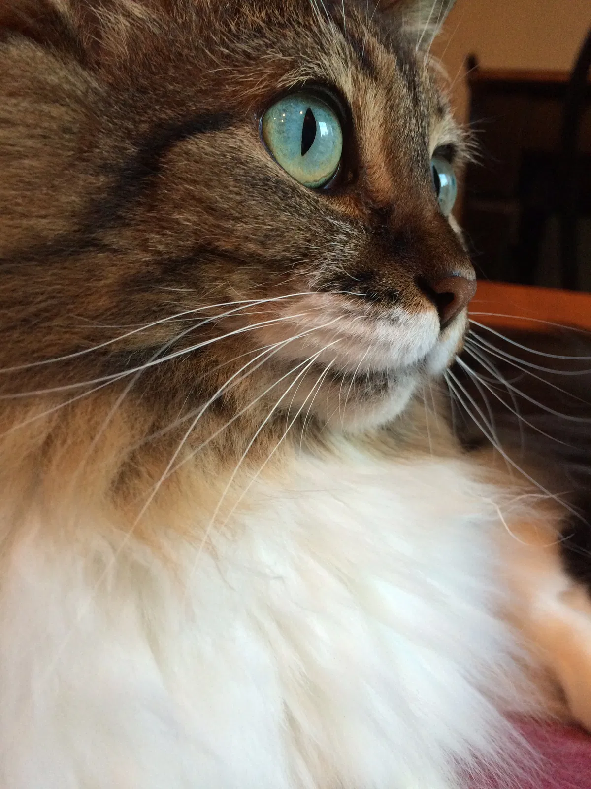 Found cat in Rock Hill, SC, 29730