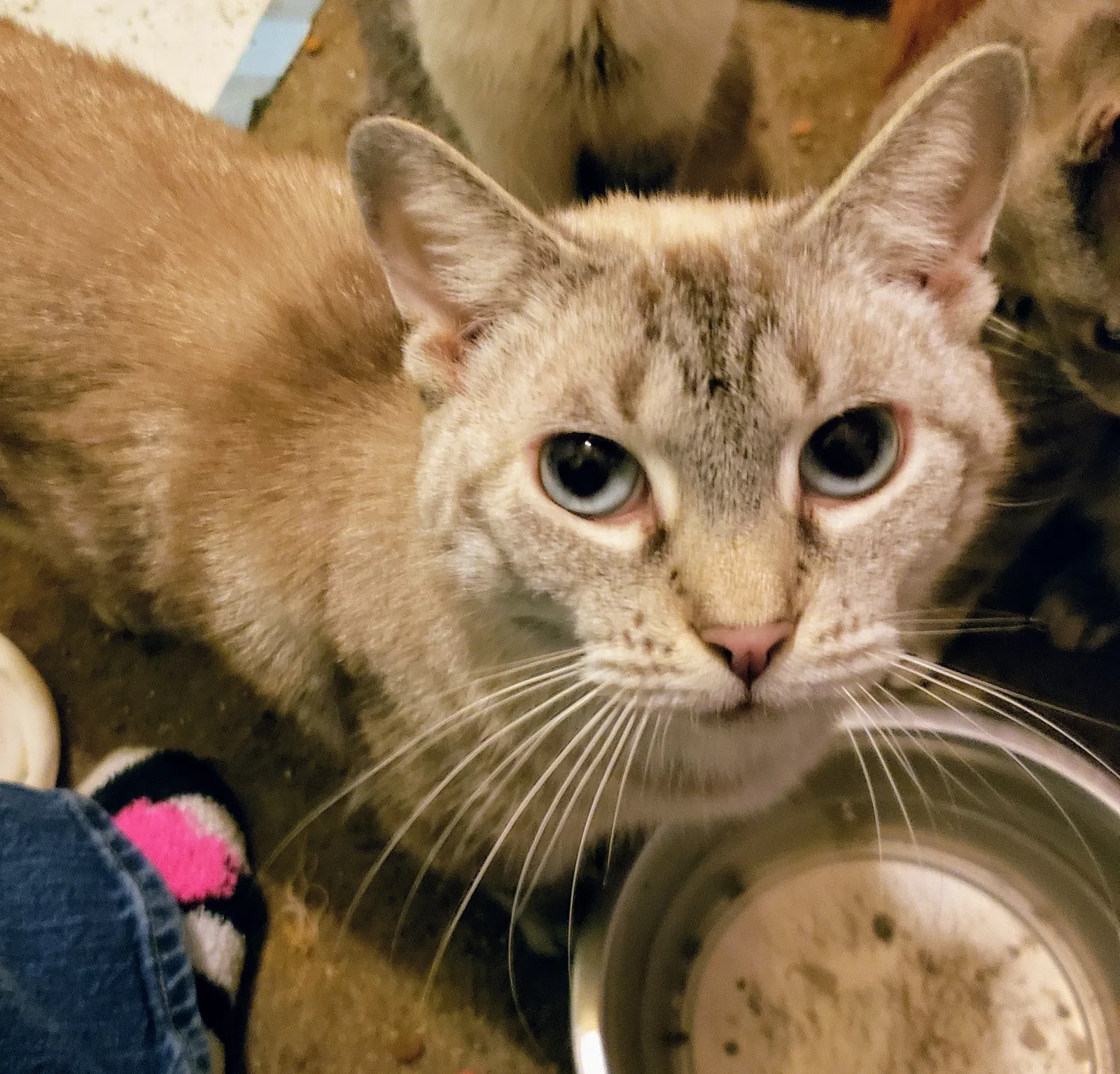 Found cat in Cincinnati, OH, 45249