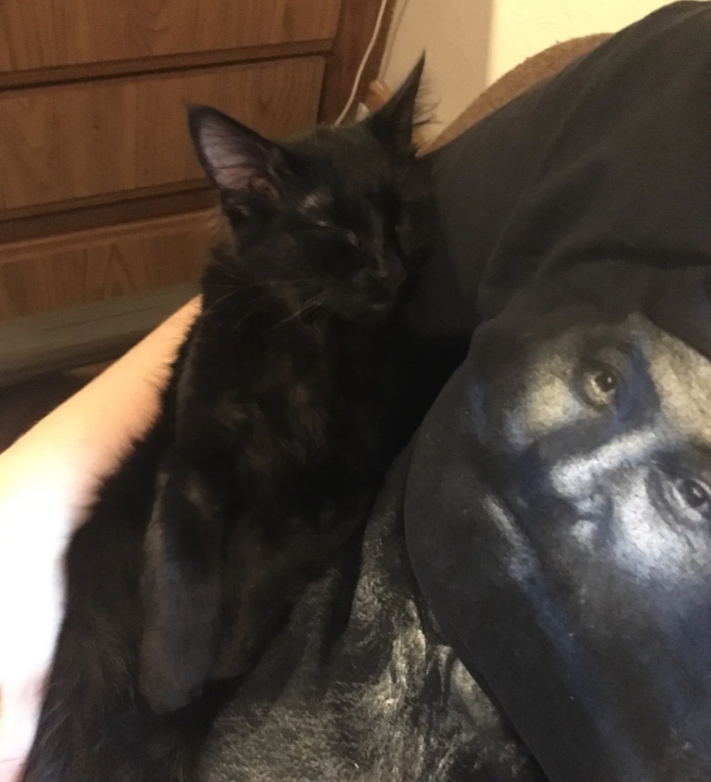 Found cat in Allegan, MI, 49010