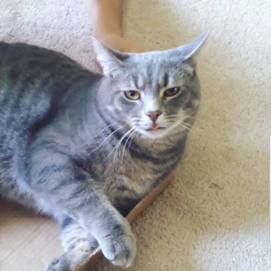 Found cat in Harrison City, PA, 15636
