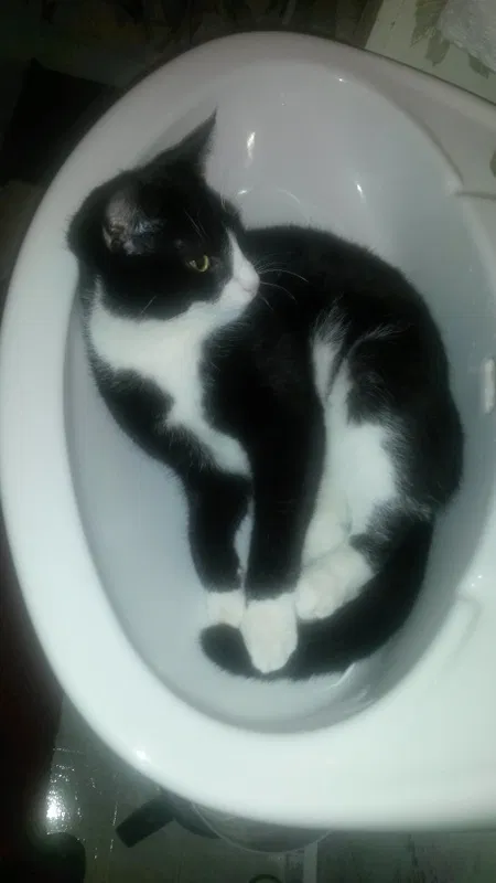 Found cat in Gettysburg, PA, 17325