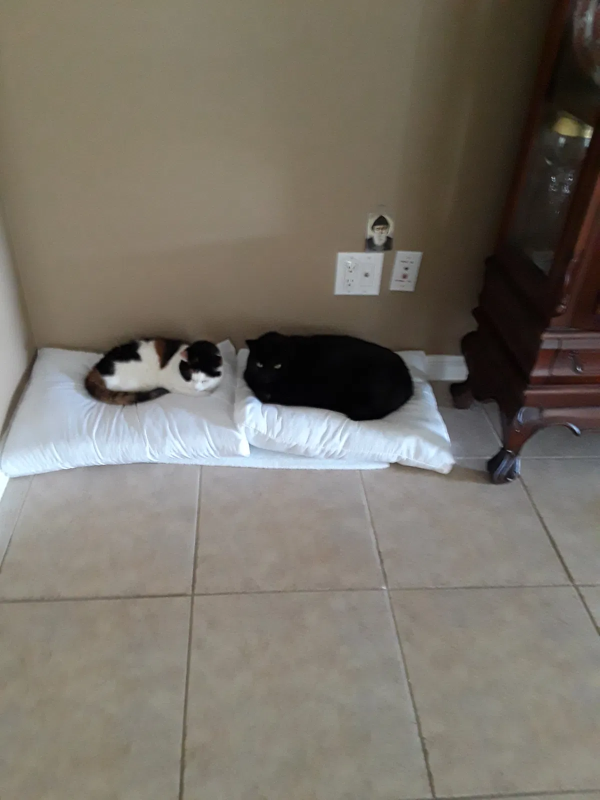 Found cat in Clearwater, FL, 33761