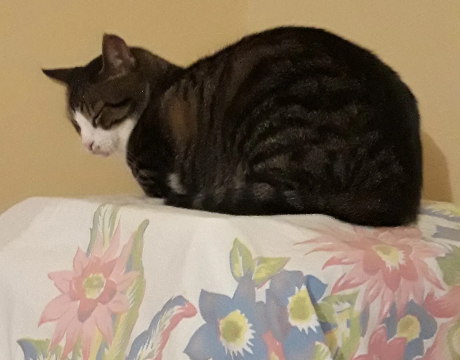 Found cat in Clearwater, FL, 33761