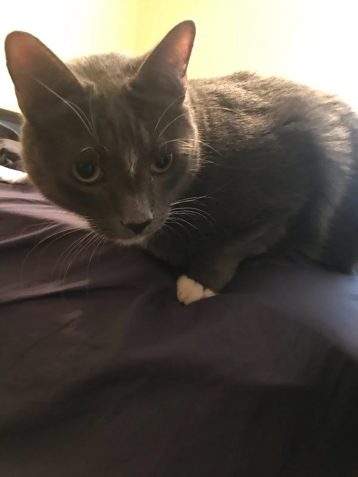 Found cat in Oklahoma City, OK, 73162