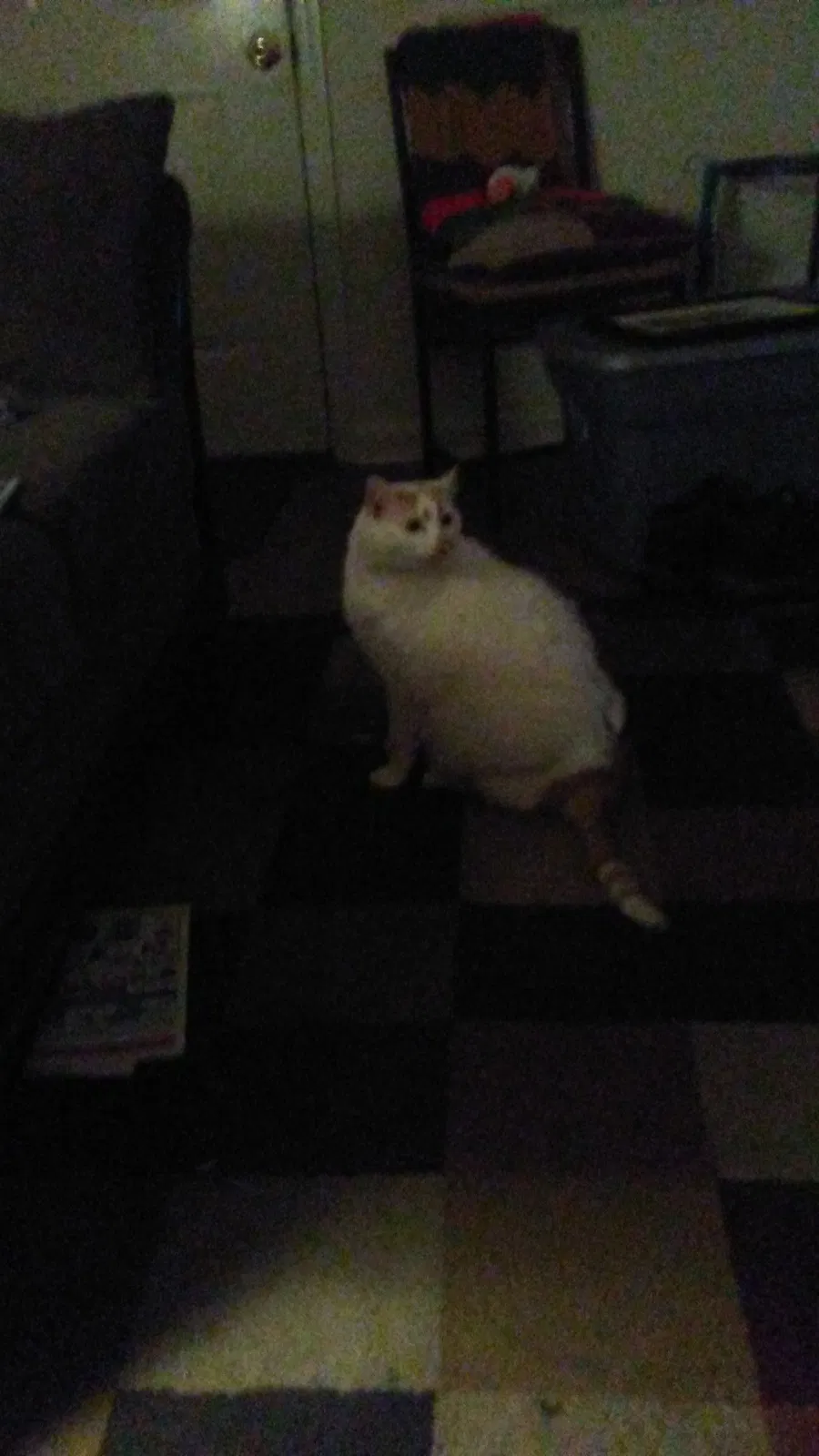 Found cat in Nashville, TN, 37218