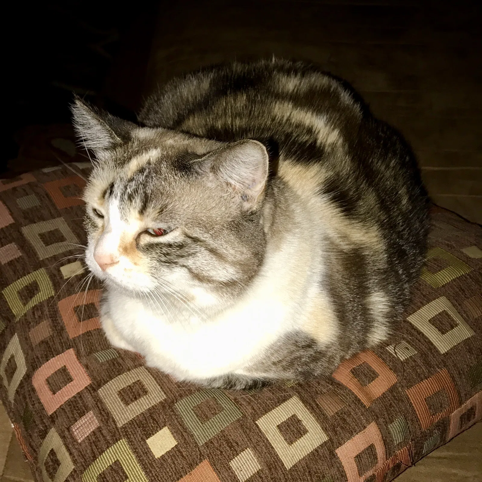 Found cat in West Point, GA, 31833