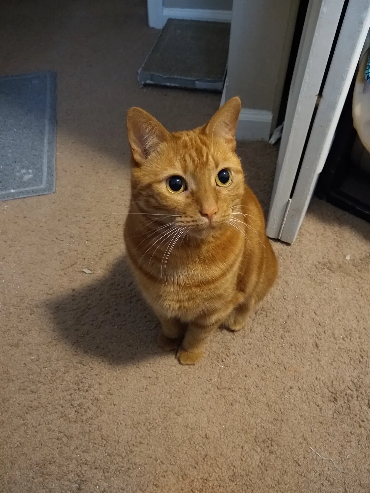 Found cat in Troy, MI, 48083