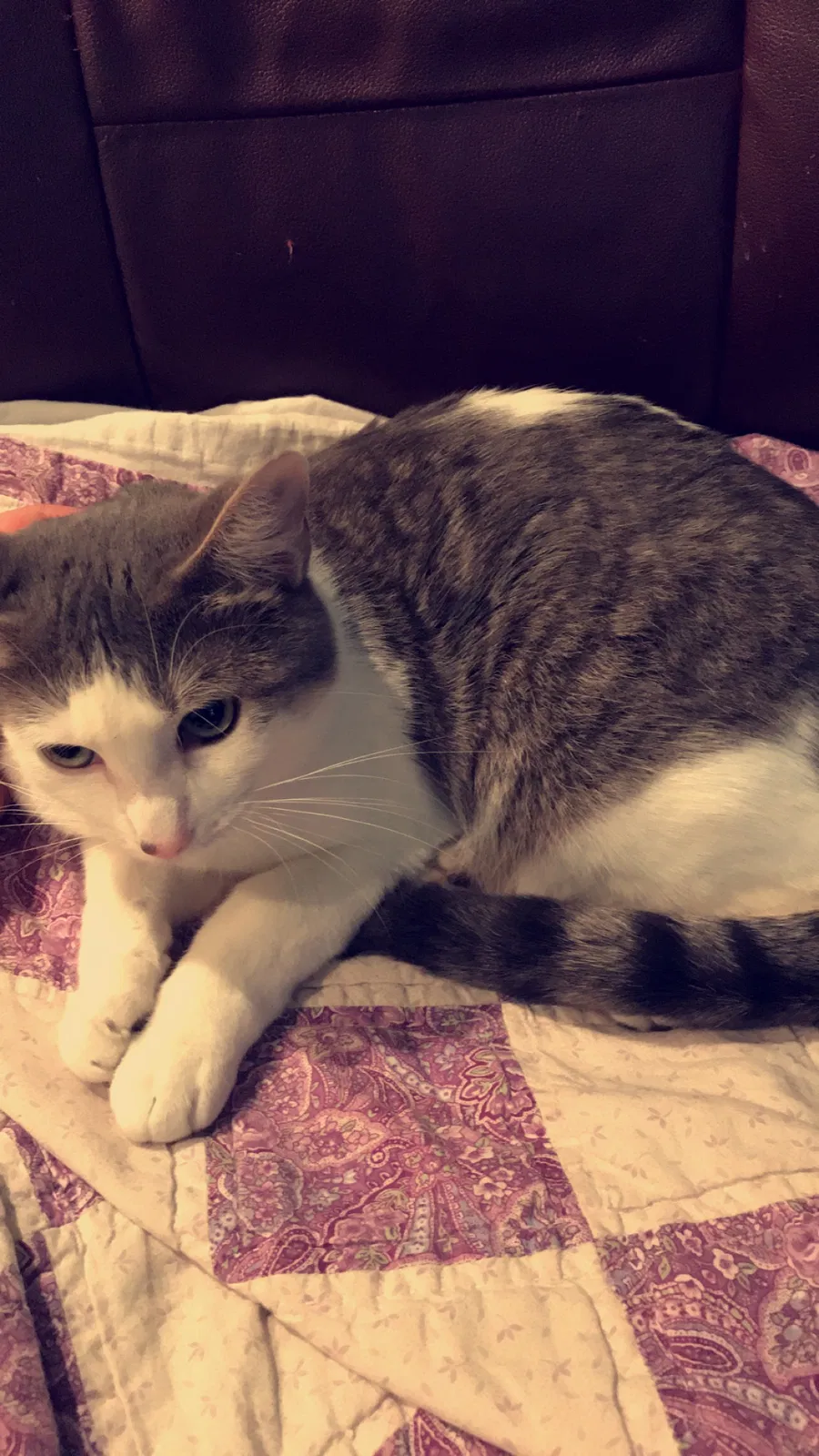 Found cat in Whitehouse, TX, 75791