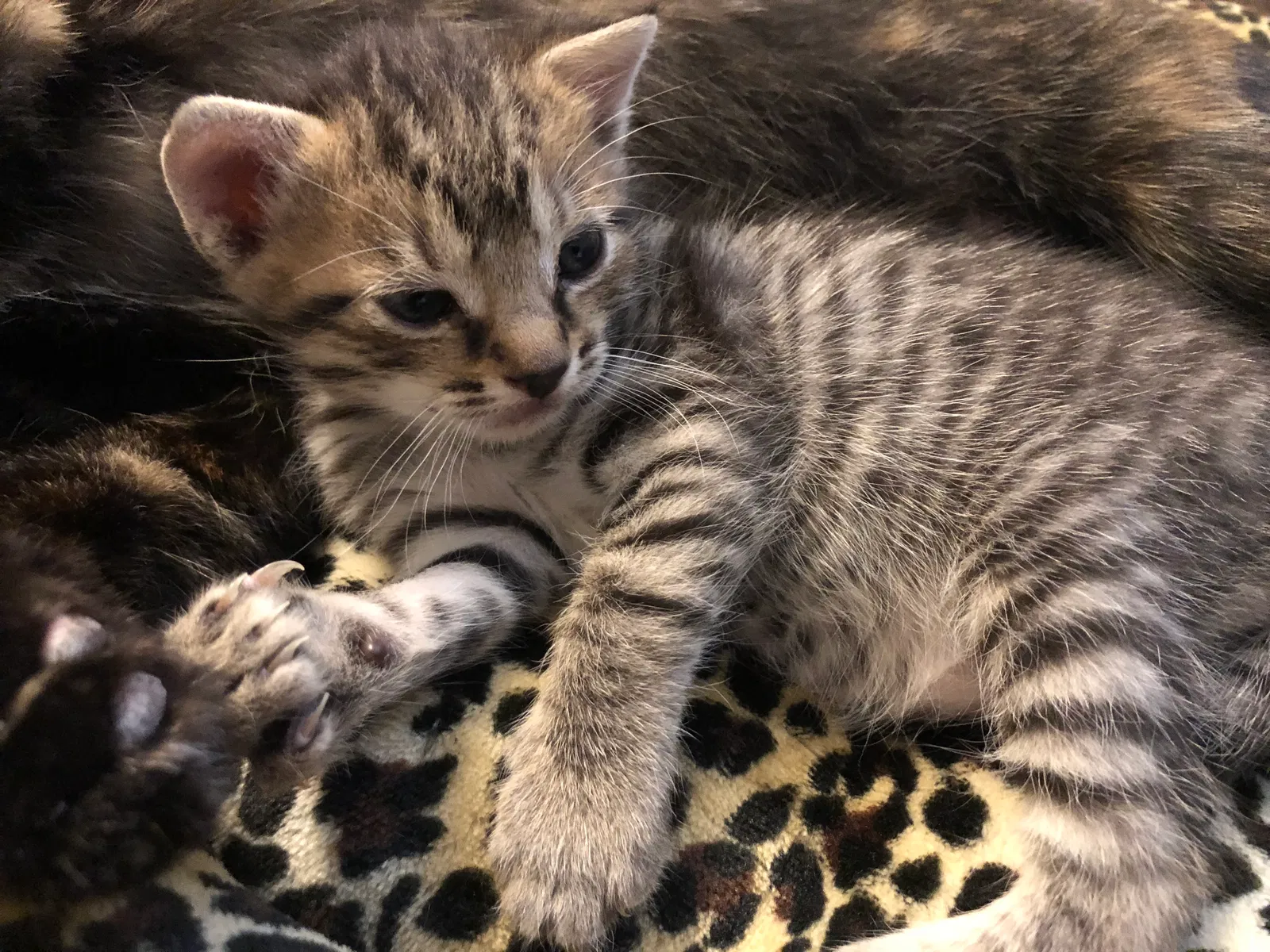 Found cat in Atlanta, GA, 30318