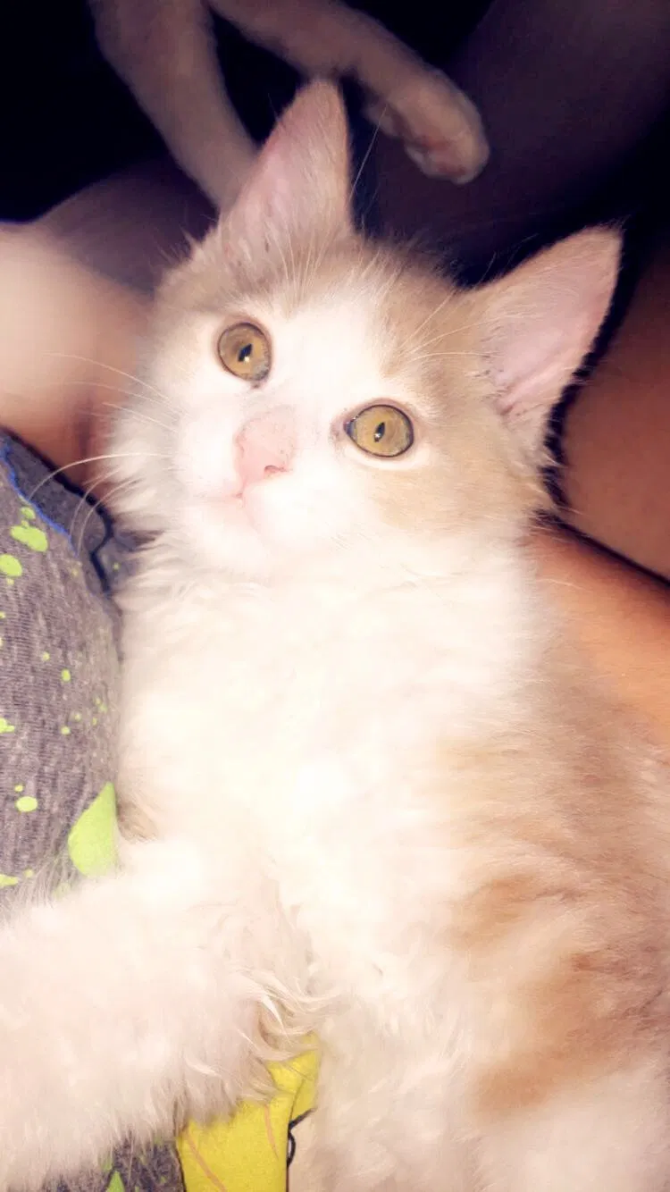 Found cat in North Hollywood, CA, 91605