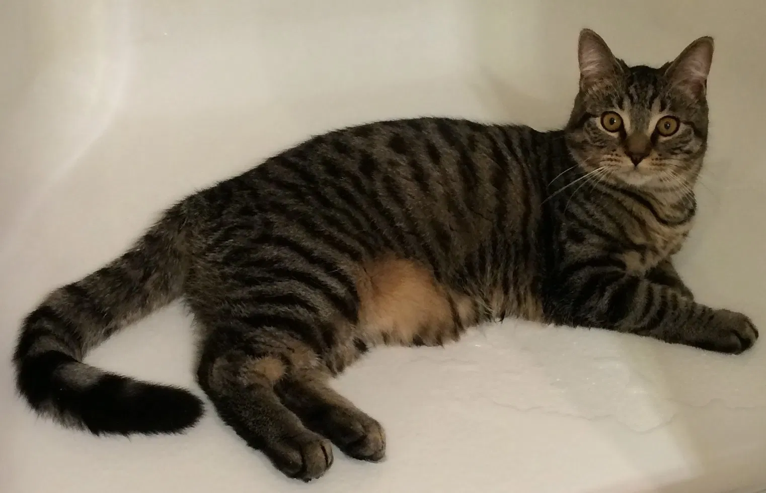 Found cat in Hudsonville, MI, 49426