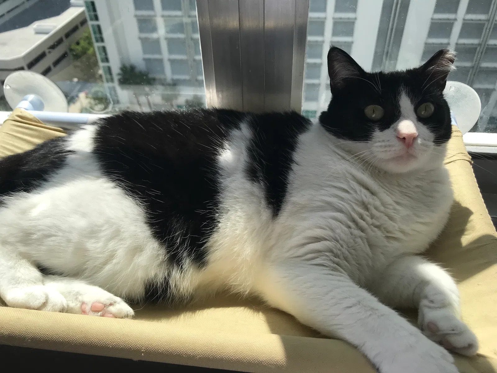 Found cat in Miami, FL, 33131