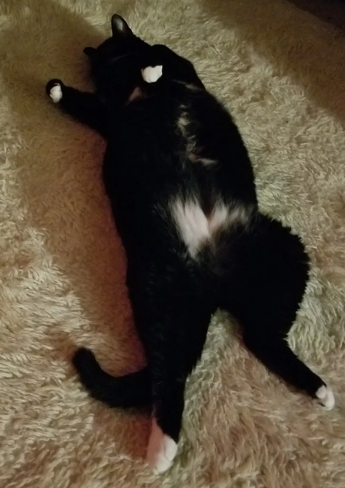 Found cat in Sharpsburg, GA, 30277