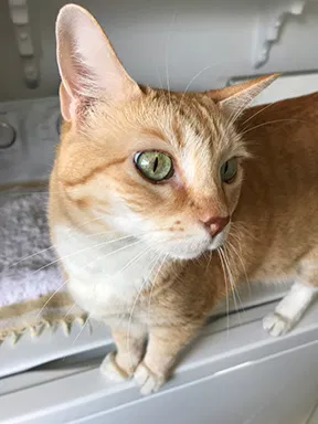 Found cat in Hawthorne, CA, 90250