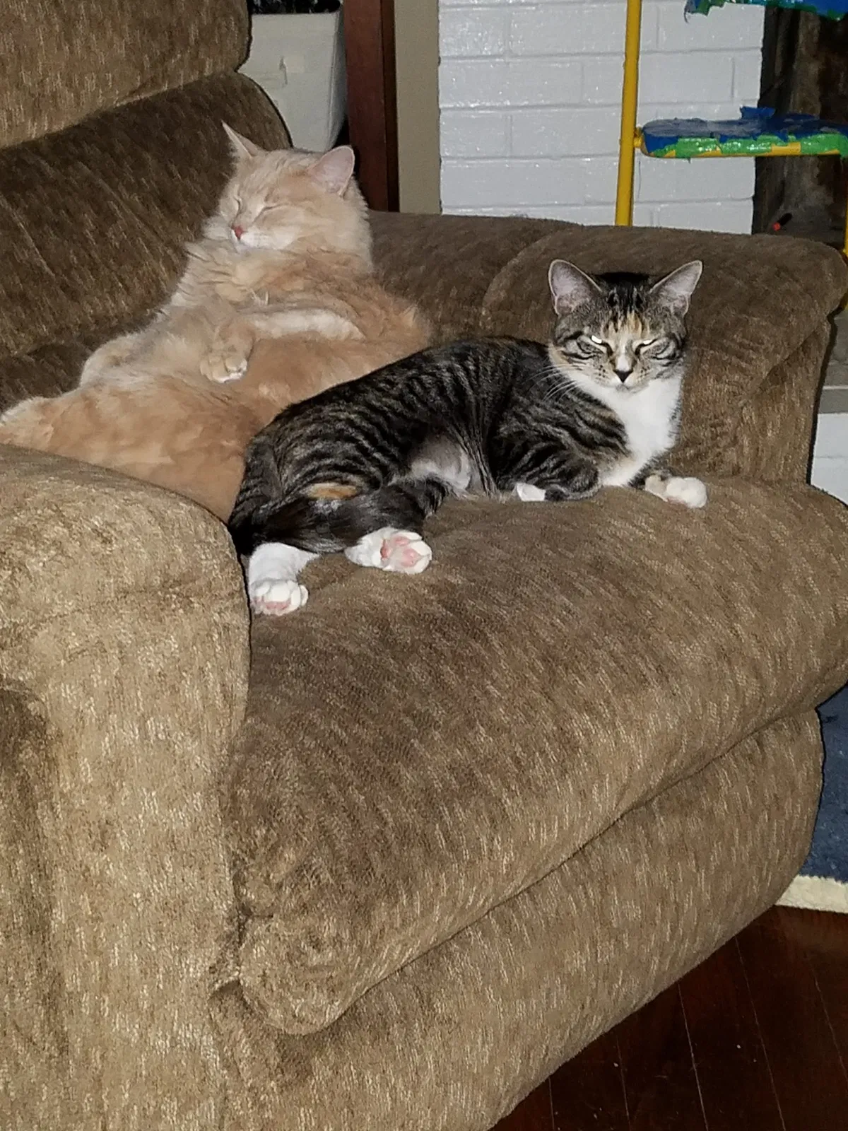Found cat in Westminster, MD, 21157