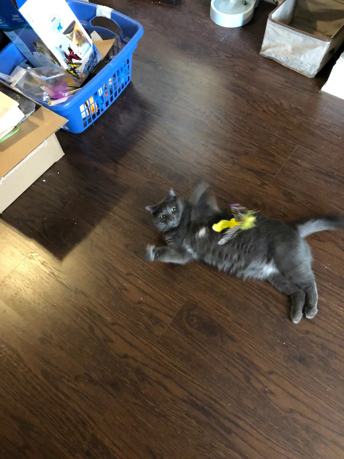 Found cat in Chicago, IL, 60647