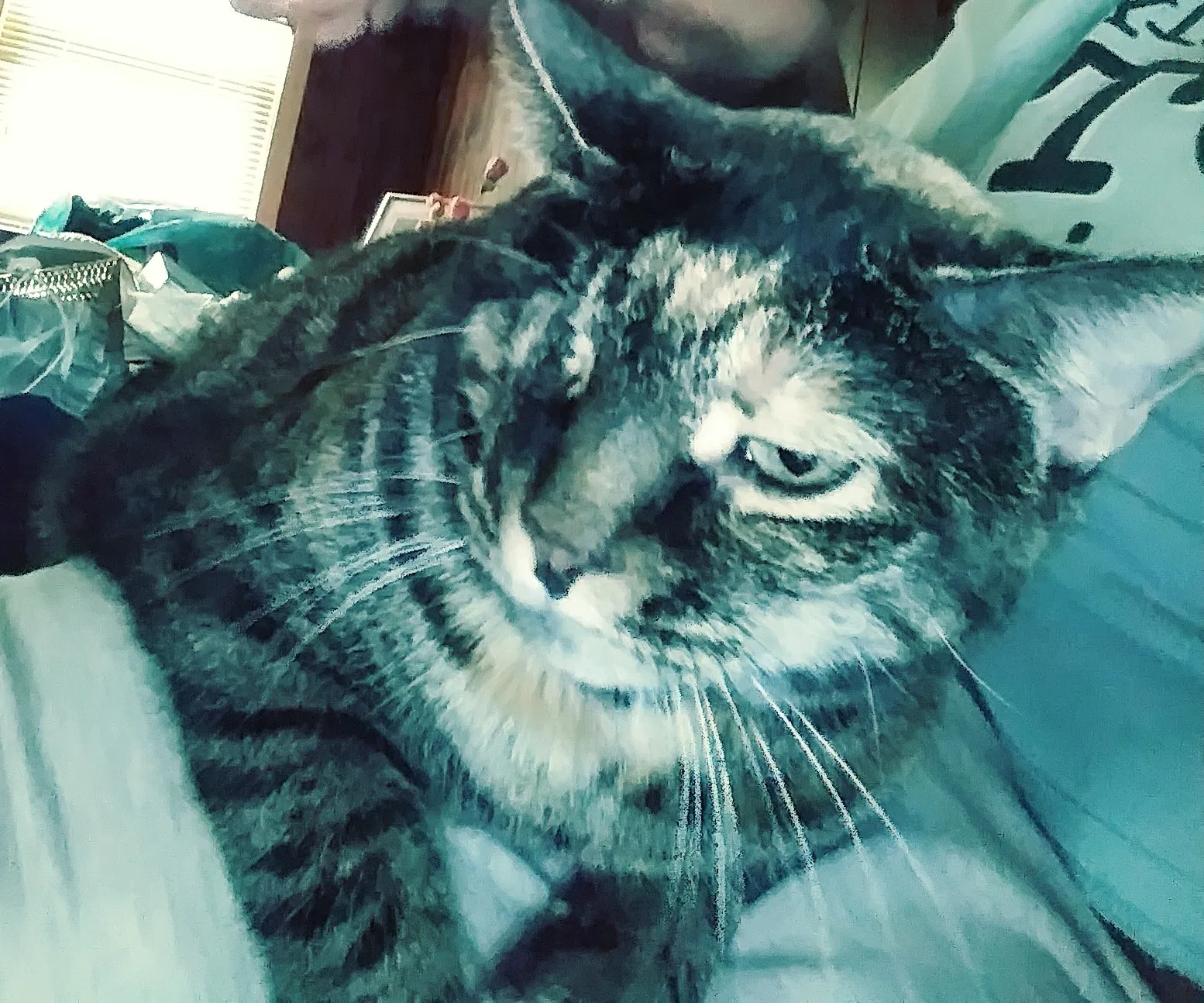 Found cat in Akron, OH, 44320
