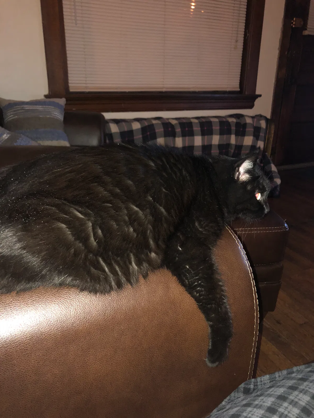 Found cat in Saint Paul, MN, 55104
