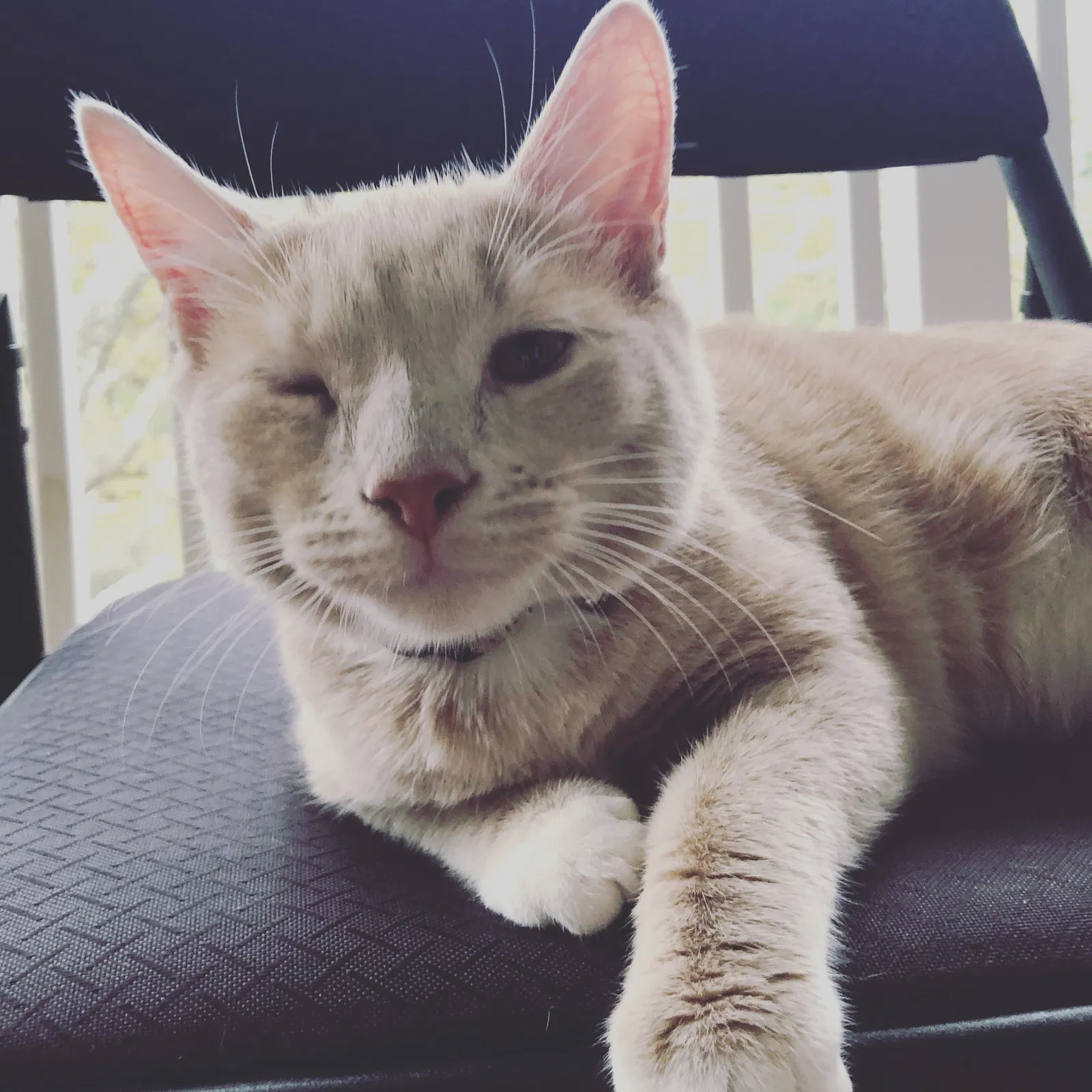 Found cat in Potomac, MD, 20854