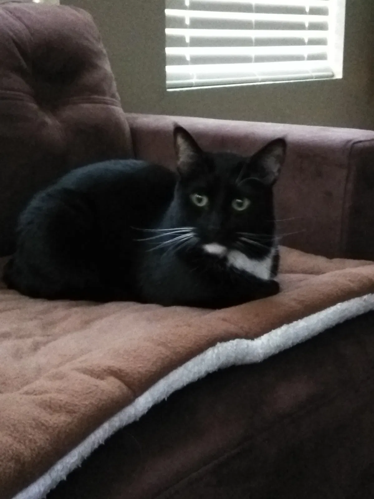 Found cat in Las Vegas, NV, 89129