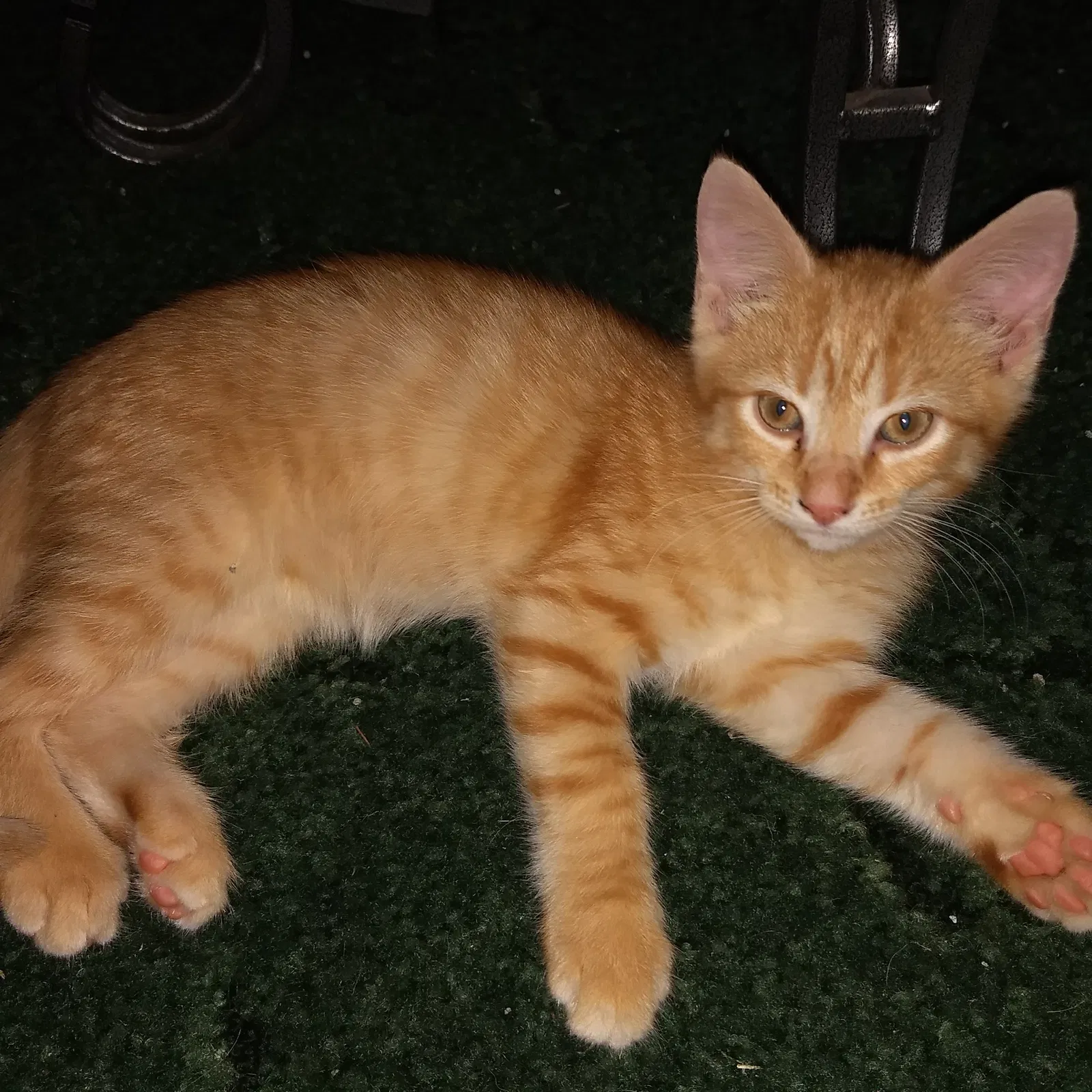 Found cat in Lincolnton, NC, 28092
