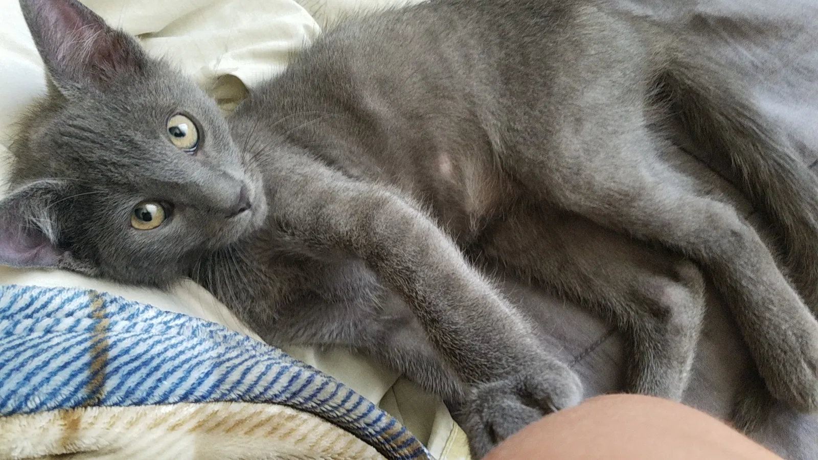 Found cat in Colorado Springs, CO, 80951