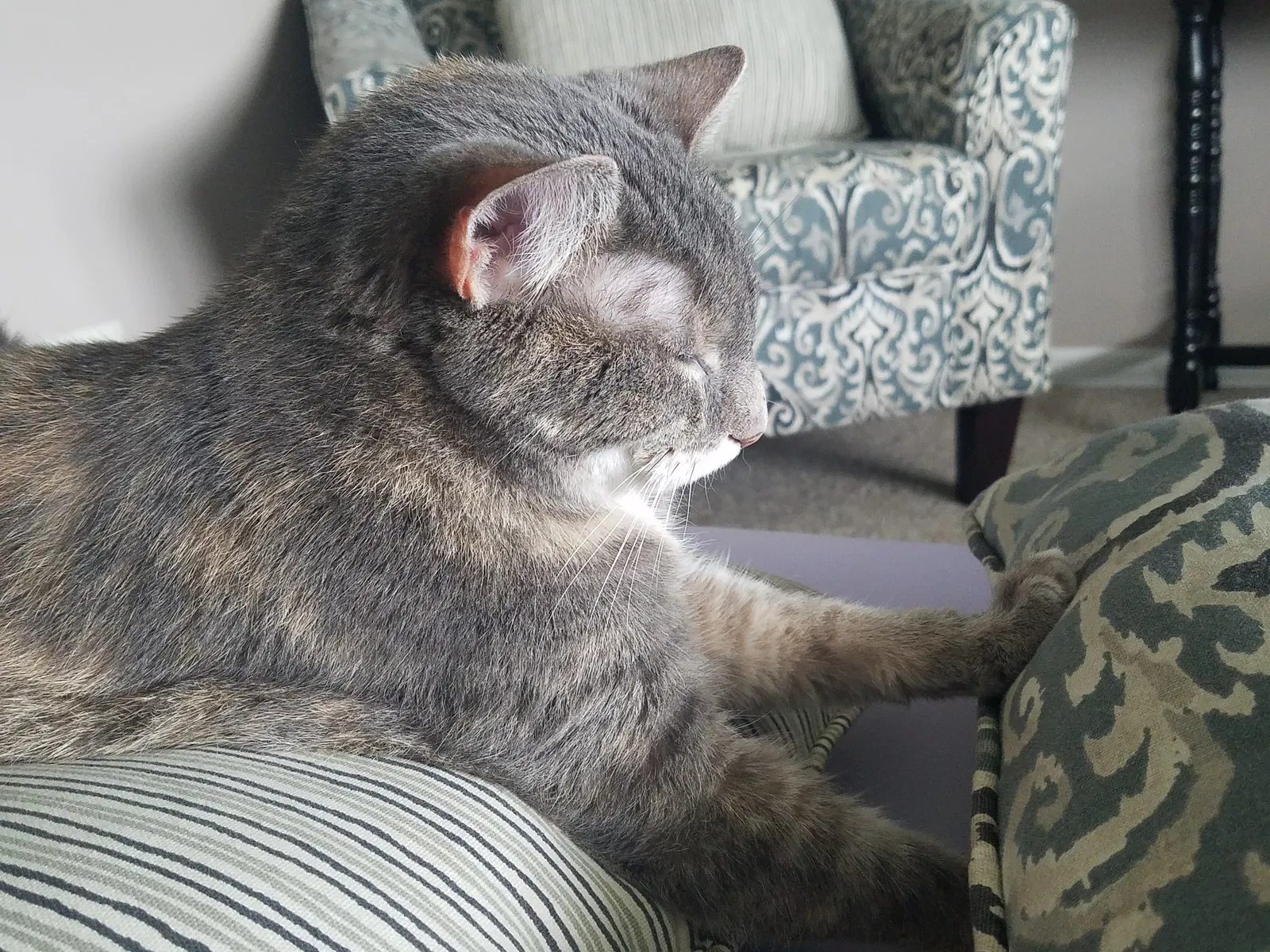 Found cat in Fleetwood, PA, 19522