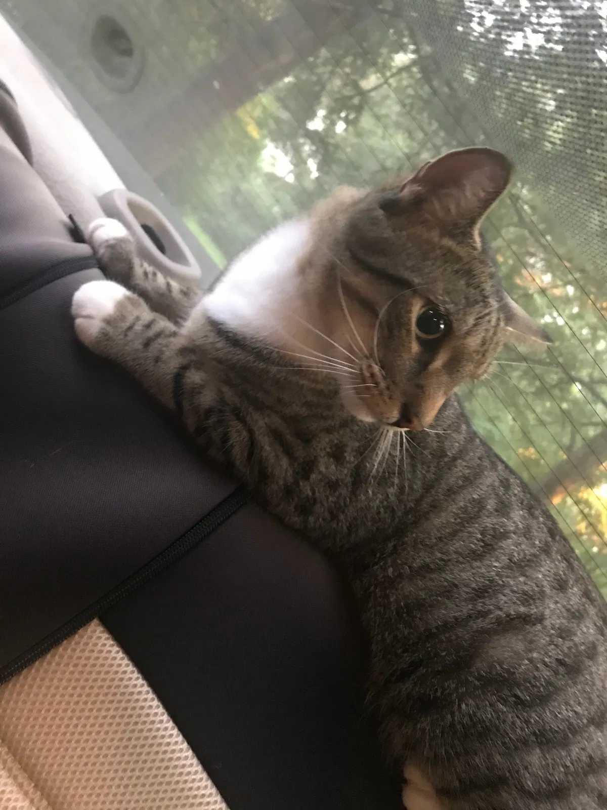 Found cat in Hickory, NC, 28601