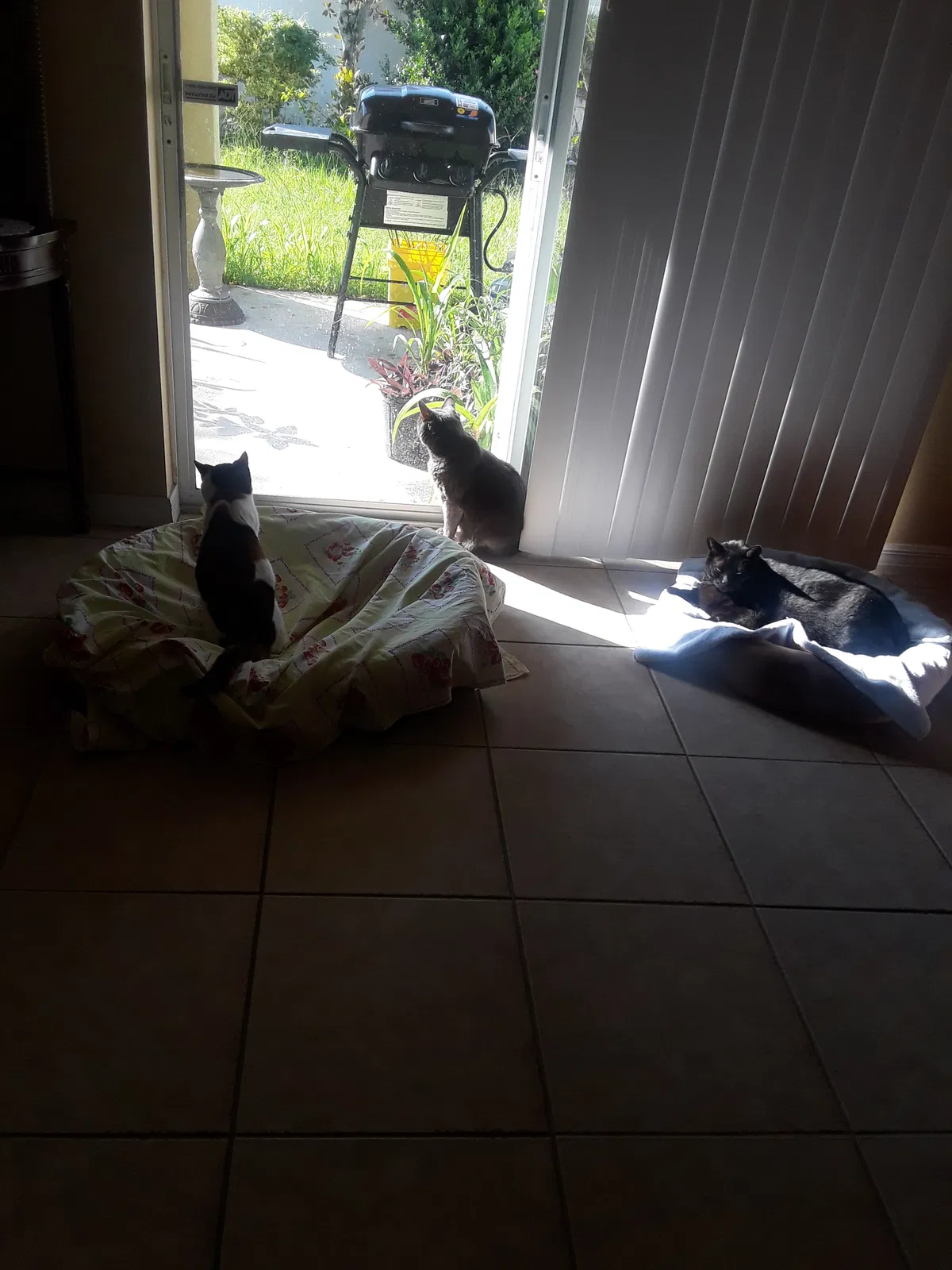 Found cat in Clearwater, FL, 33761