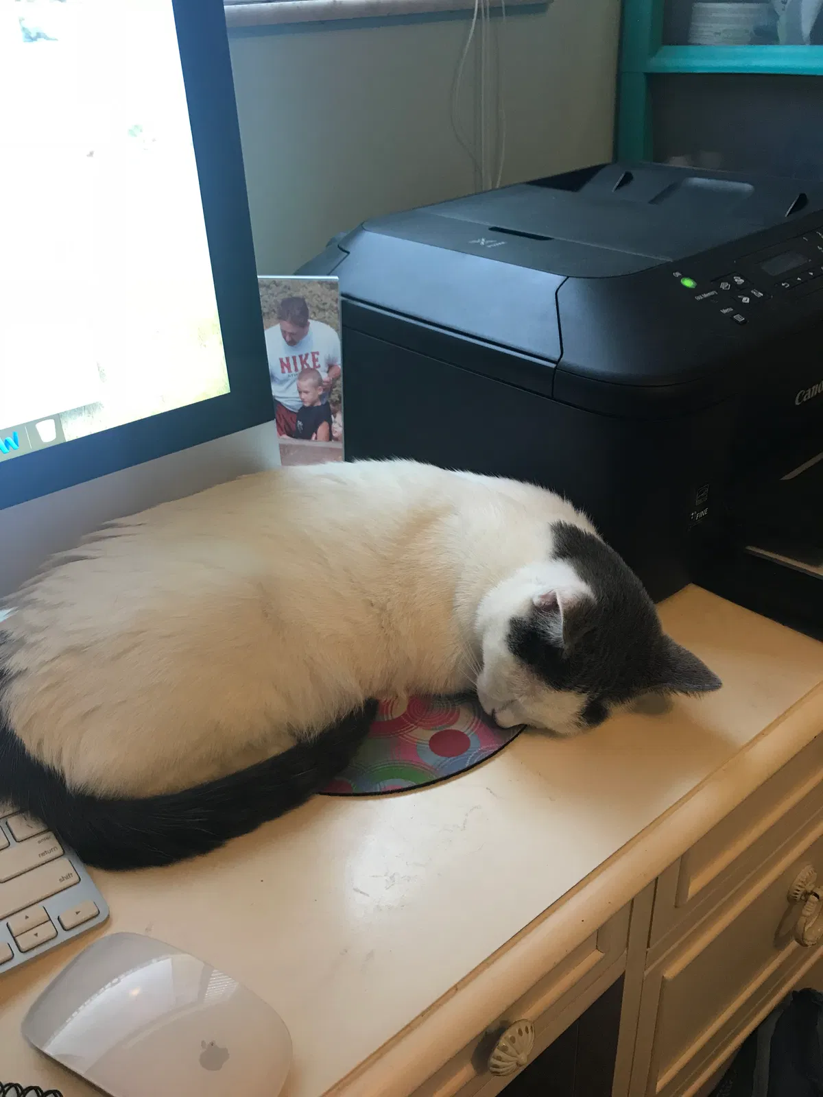 Found cat in Pueblo, CO, 81007