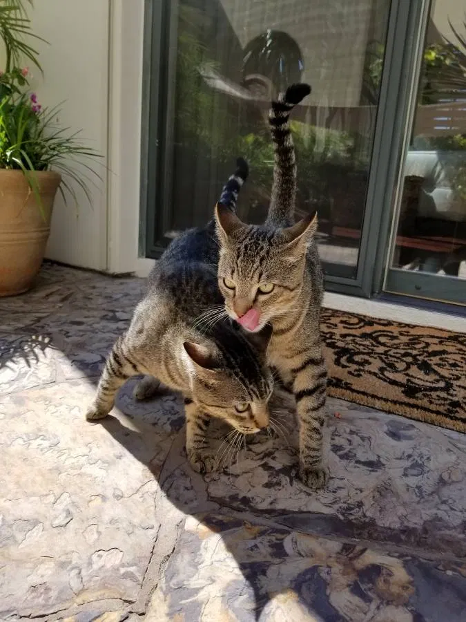 Found cat in Newport Coast, CA, 92657