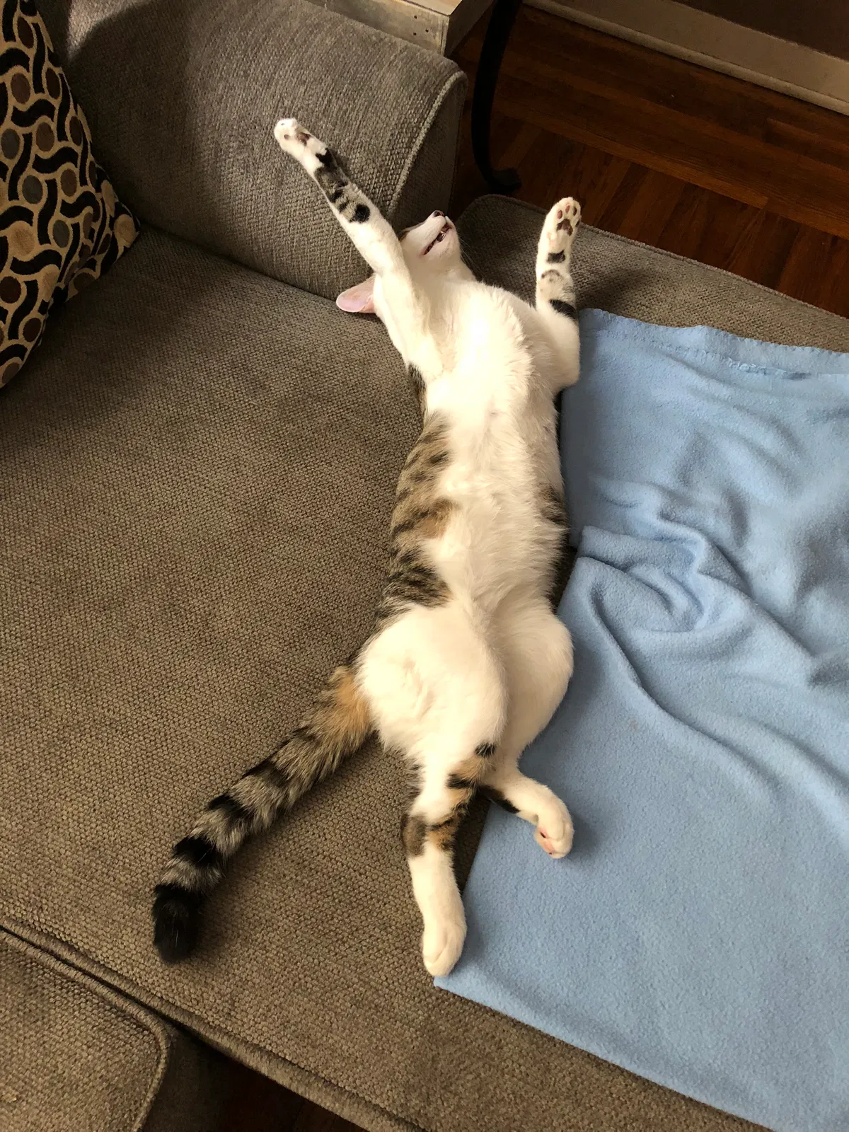 Found cat in Yuba City, CA, 95991
