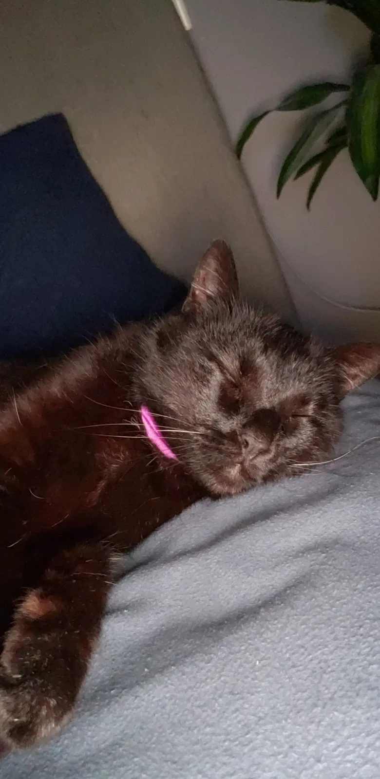 Found cat in Encinitas, CA, 92024