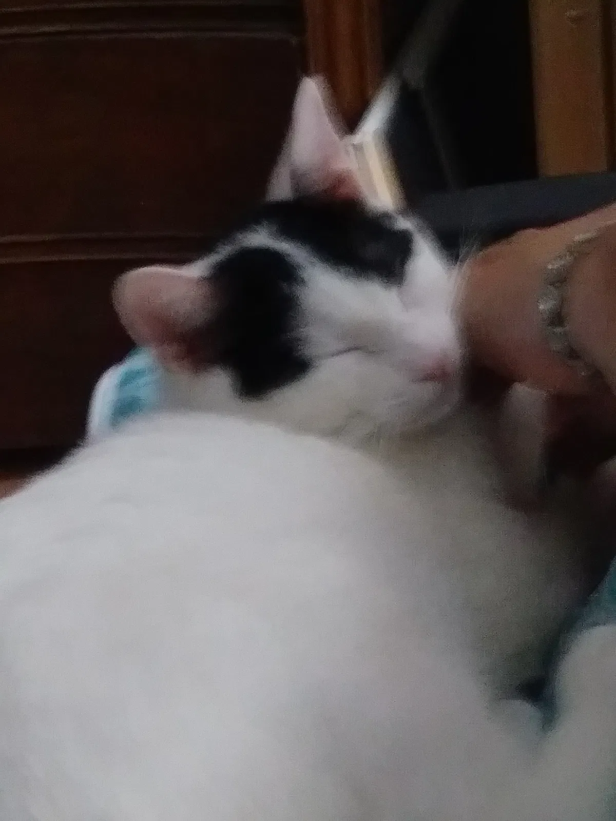Found cat in Absecon, NJ, 8201