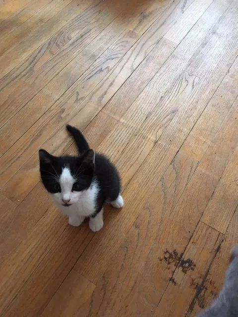 Found cat in Oklahoma City, OK, 73127