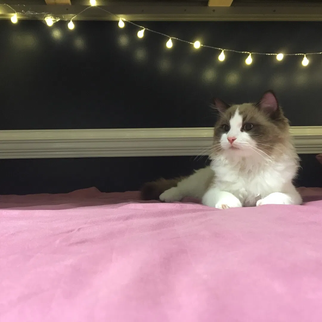 Found cat in Wilmington, NC, 28403