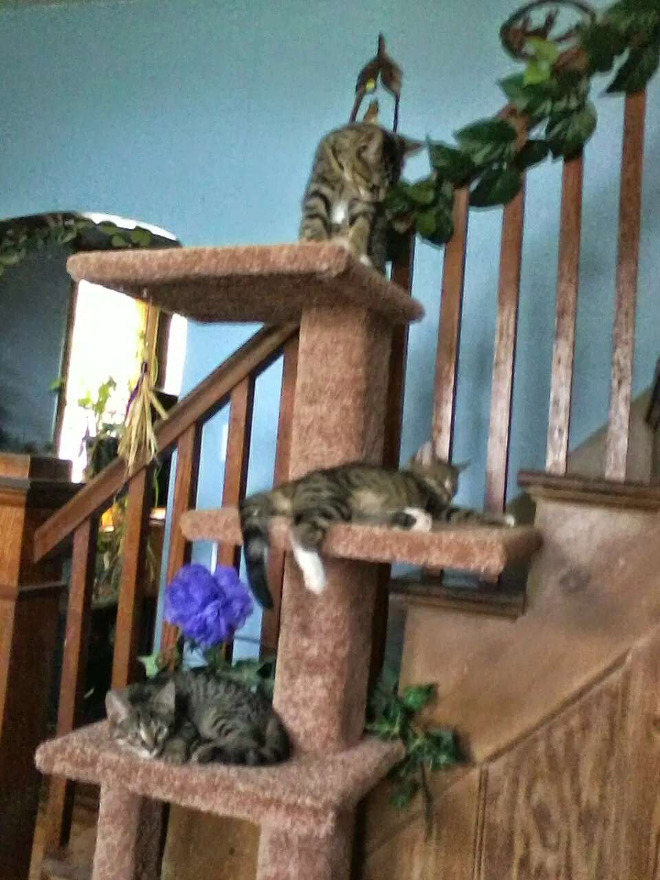 Found cat in Loudonville, OH, 44842