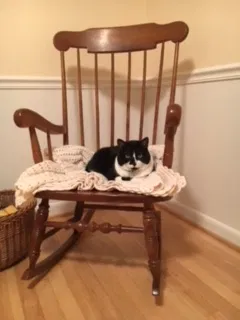 Found cat in West Bloomfield, MI, 48322