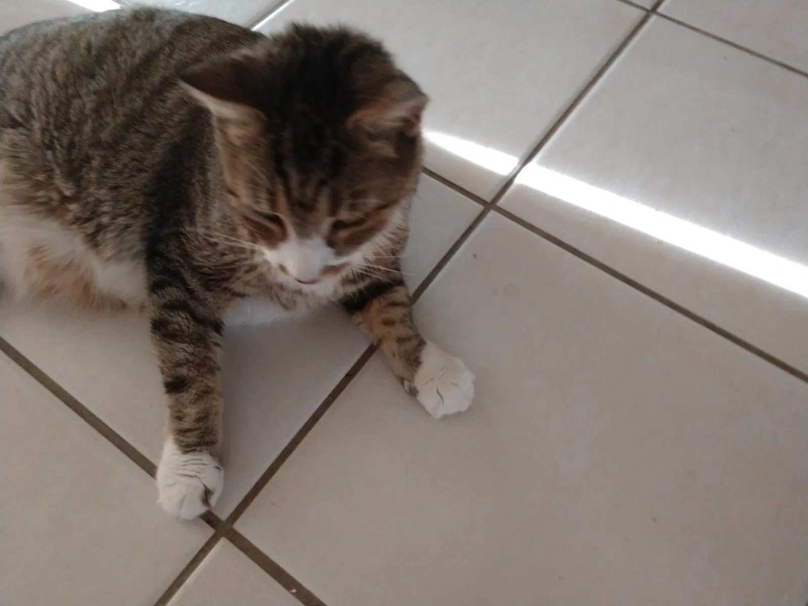 Found cat in New Port Richey, FL, 34653