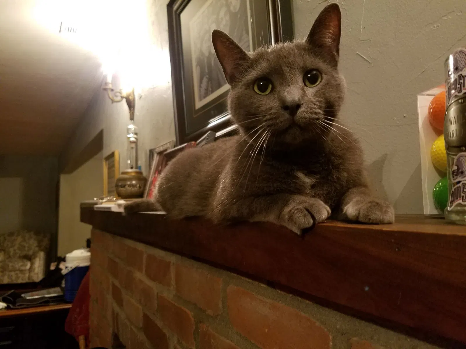 Found cat in Columbus, OH, 43085