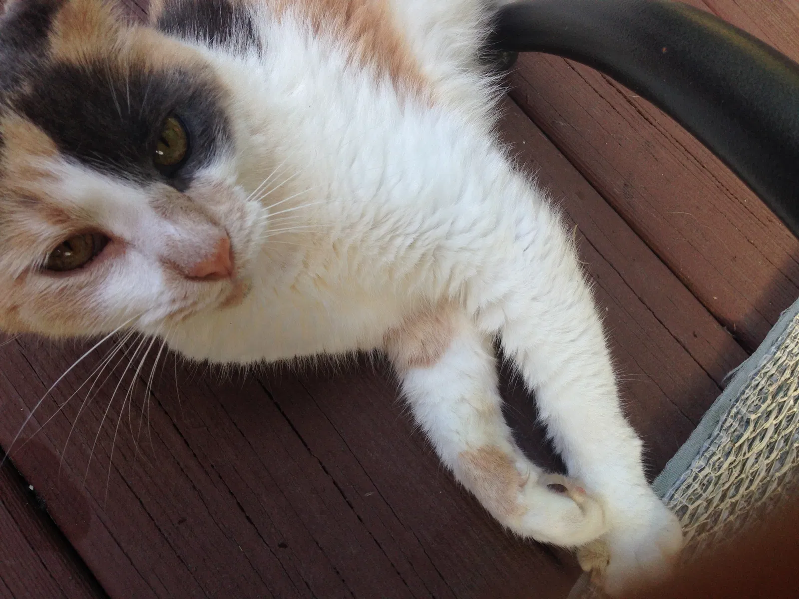 Found cat in Oxford, GA, 30054