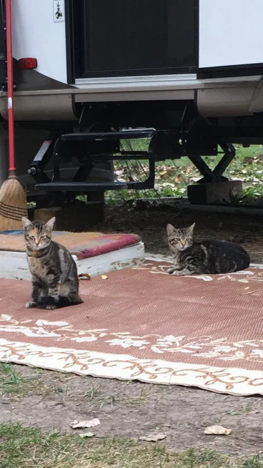 Found cat in Monroe, MI, 48161