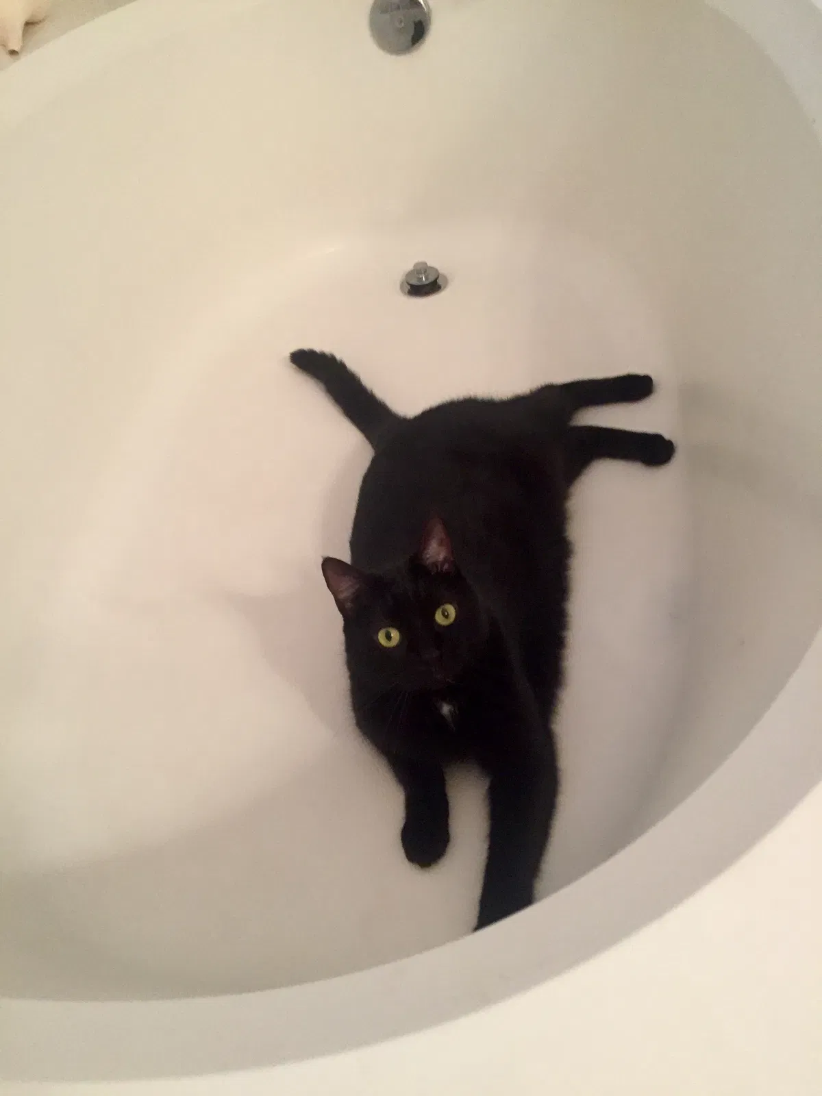 Found cat in Valrico, FL, 33596