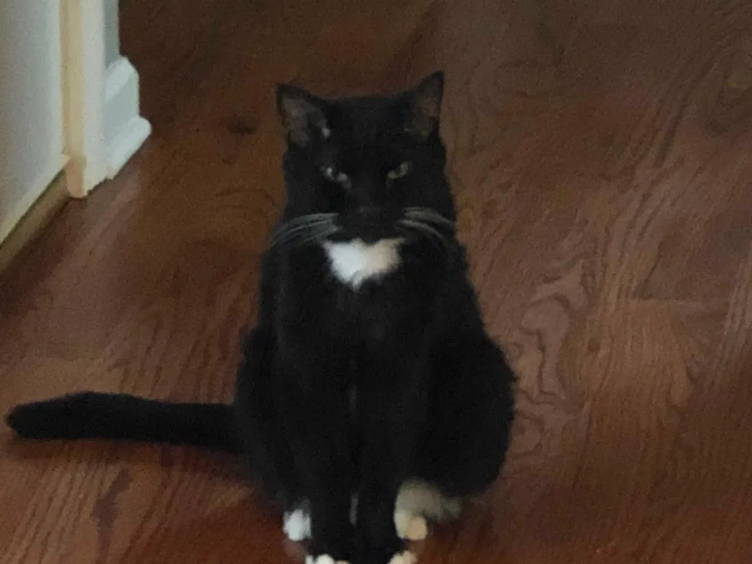 Found cat in Clarksville, TN, 37043
