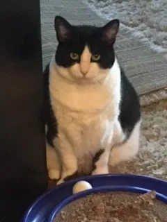 Found cat in San Leandro, CA, 94577