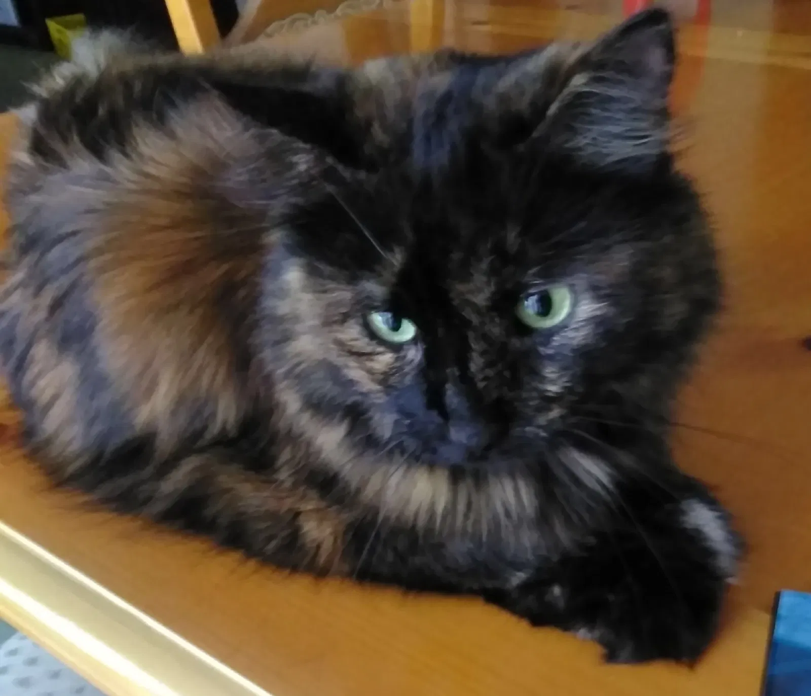 Found cat in Denver, CO, 80234