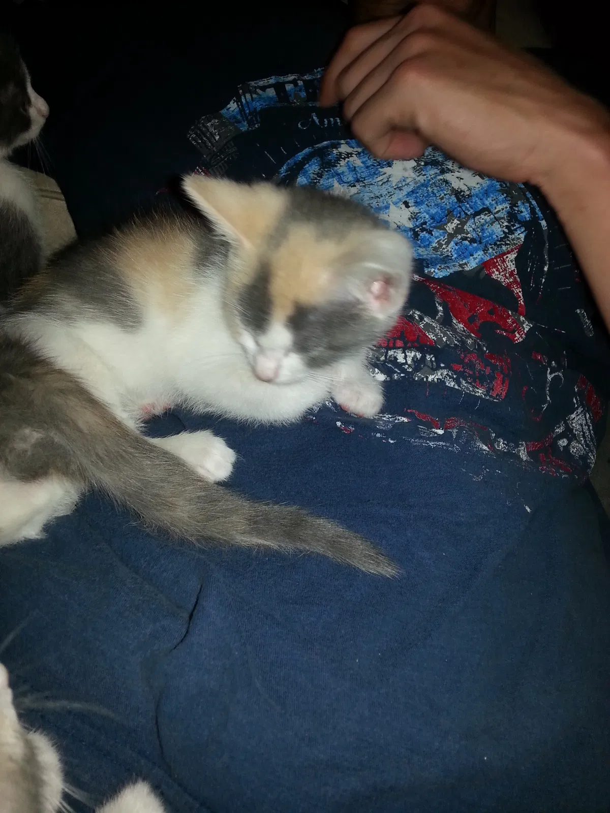 Found cat in Mohawk, TN, 37810