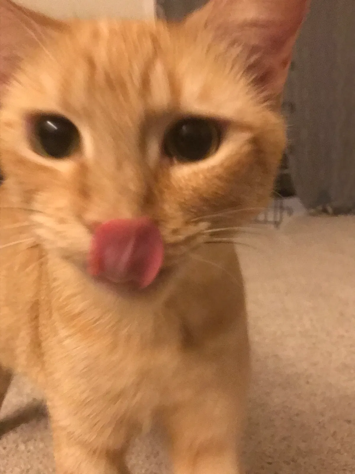 Found cat in Fayetteville, GA, 30214