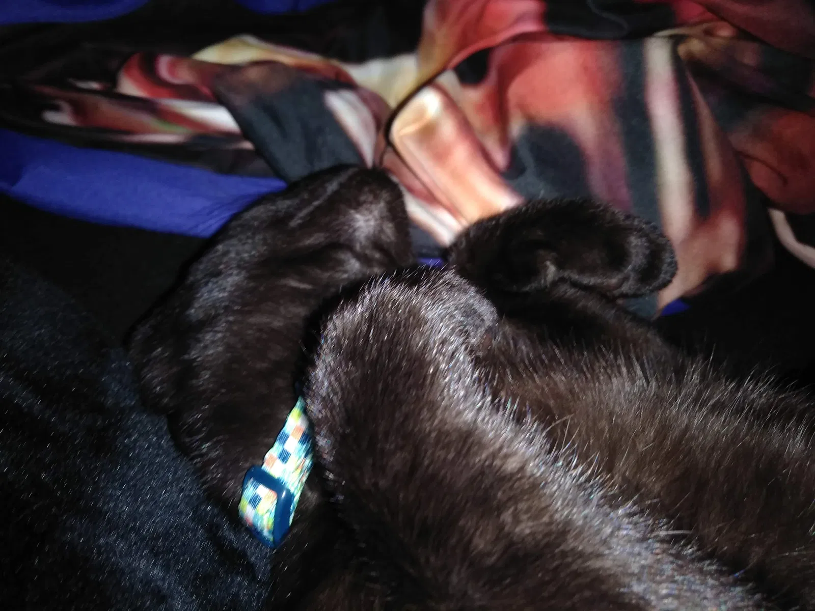 Found cat in Ocala, FL, 34471